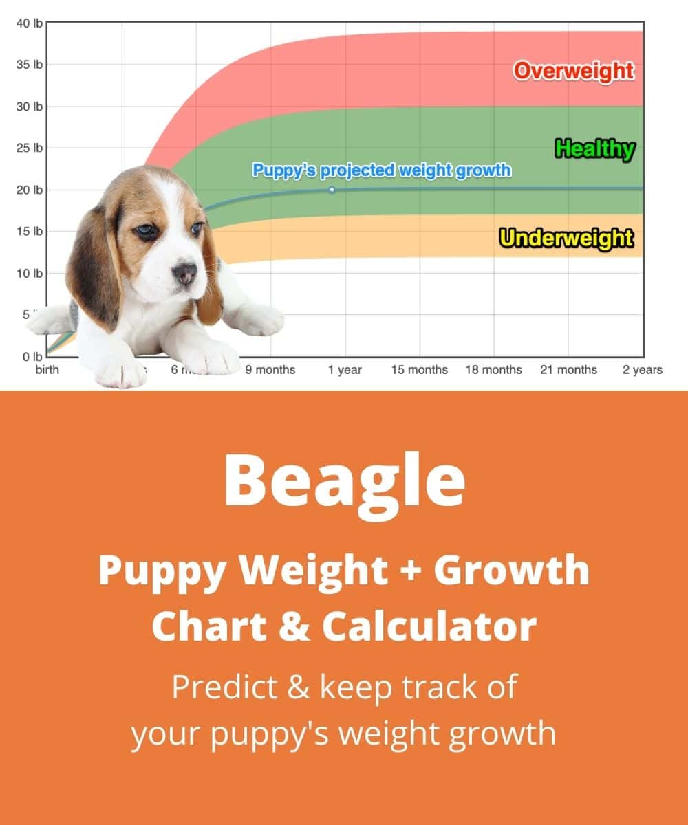 Homemade Beagle Food Chart