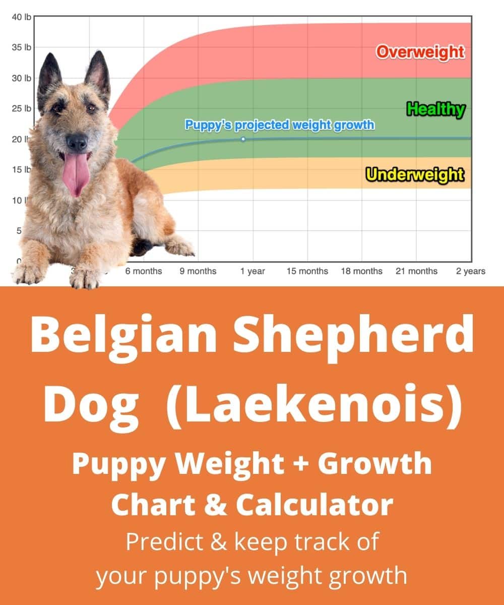 Belgian Sheepdog (Laekenois) Weight+Growth Chart 2024 - How Heavy Will ...