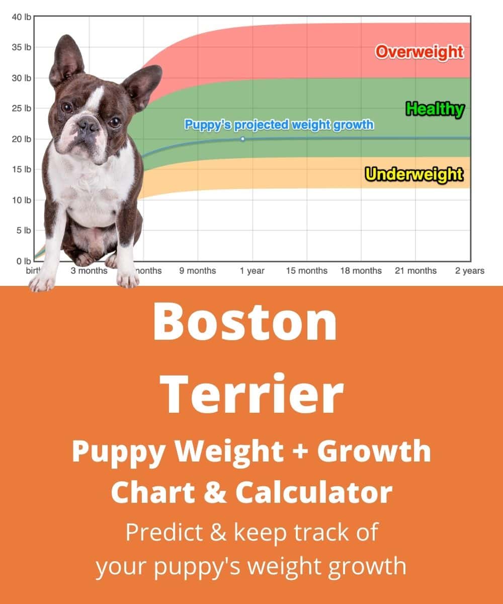 Boston Terrier Weight Growth Chart 2021 How Heavy Will My Boston Terrier Weigh The Goody Pet
