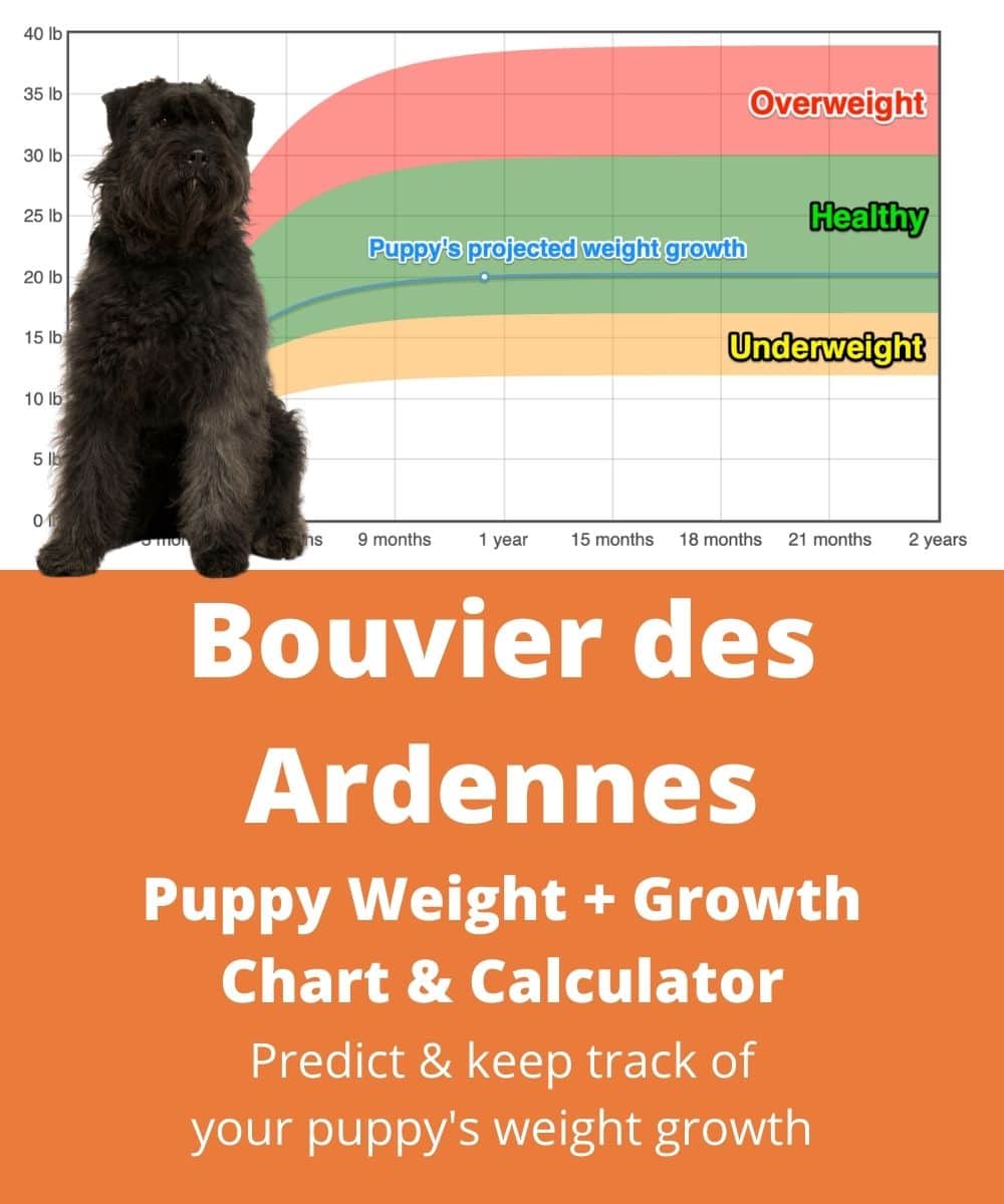 at what age is a bouvier des ardennes full grown