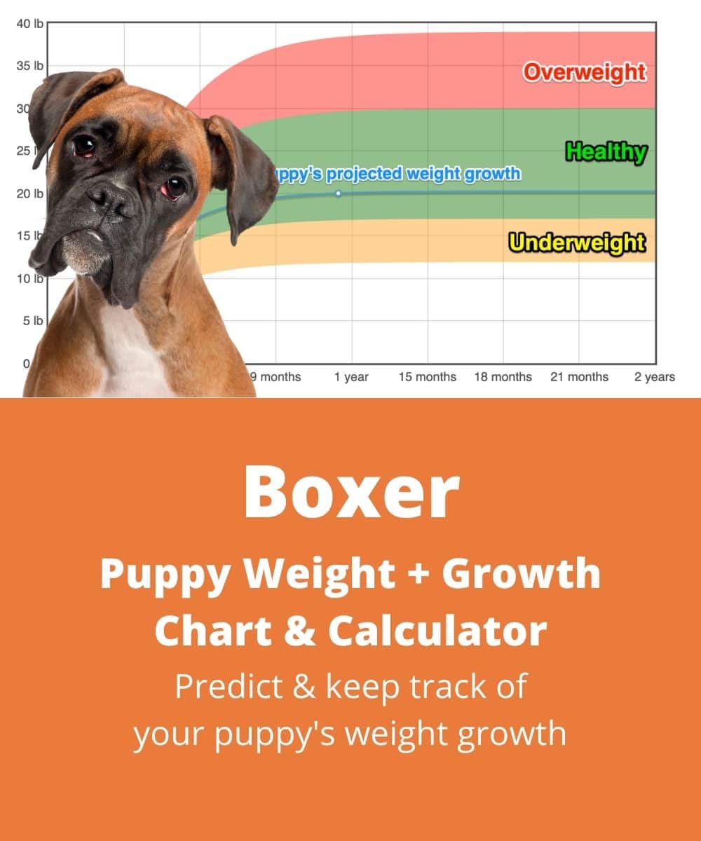 boxer dog boxer puppy growth chart