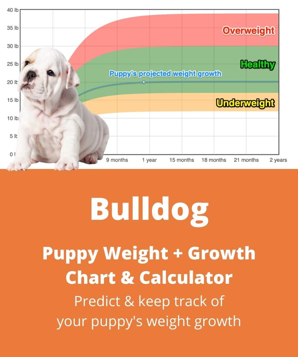 Old English Bulldog Feeding Chart