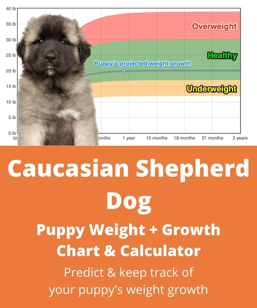 how big can a caucasian shepherd get