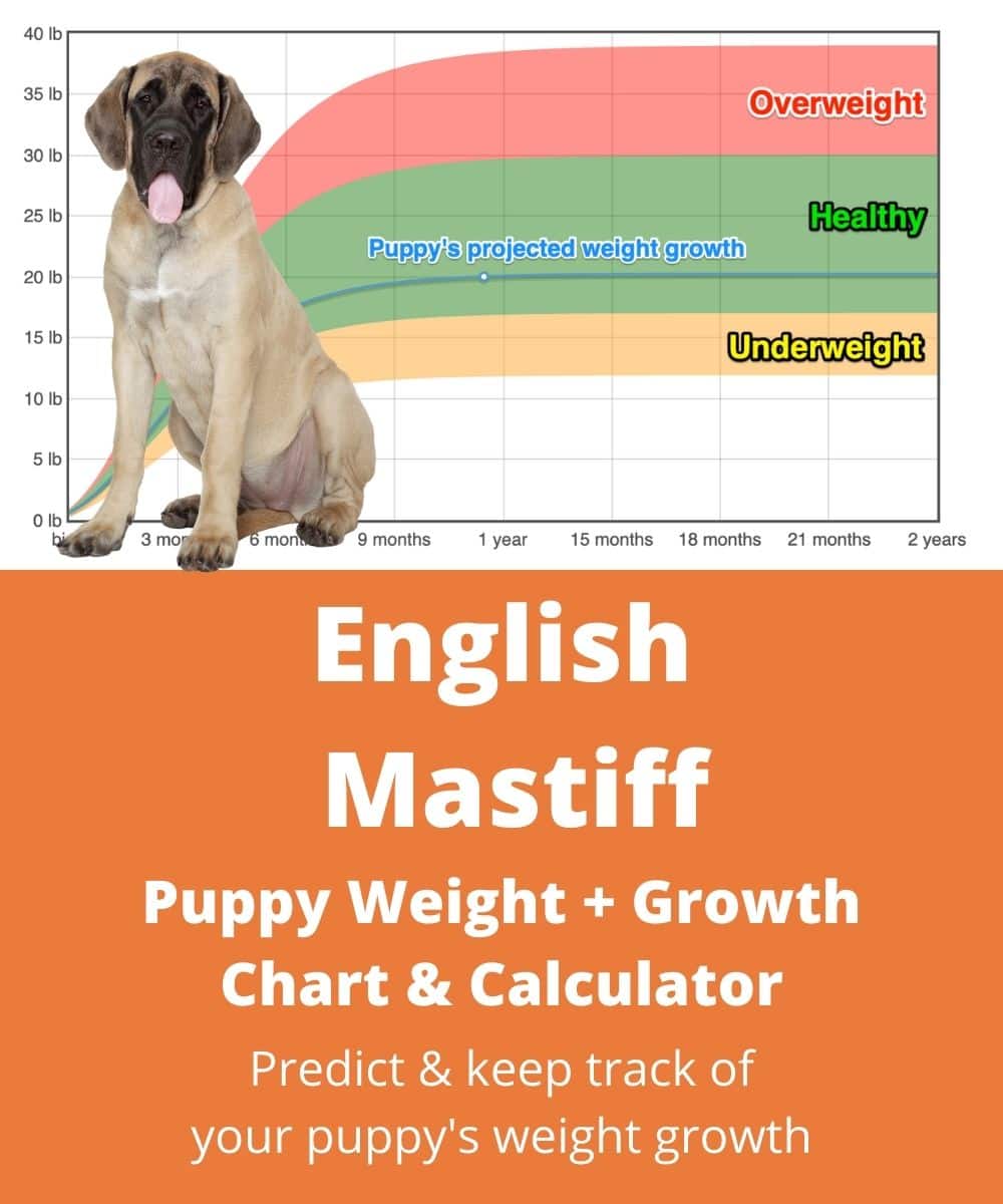 English Mastiff Weight+Growth Chart 2024 - How Heavy Will My English ...