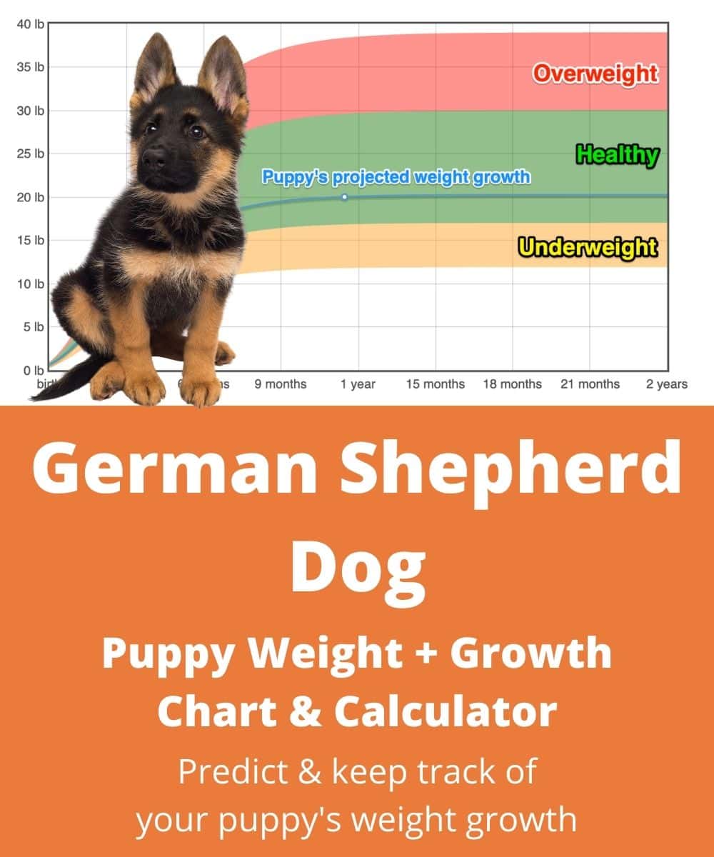 how big should my 8 month old german shepherd be