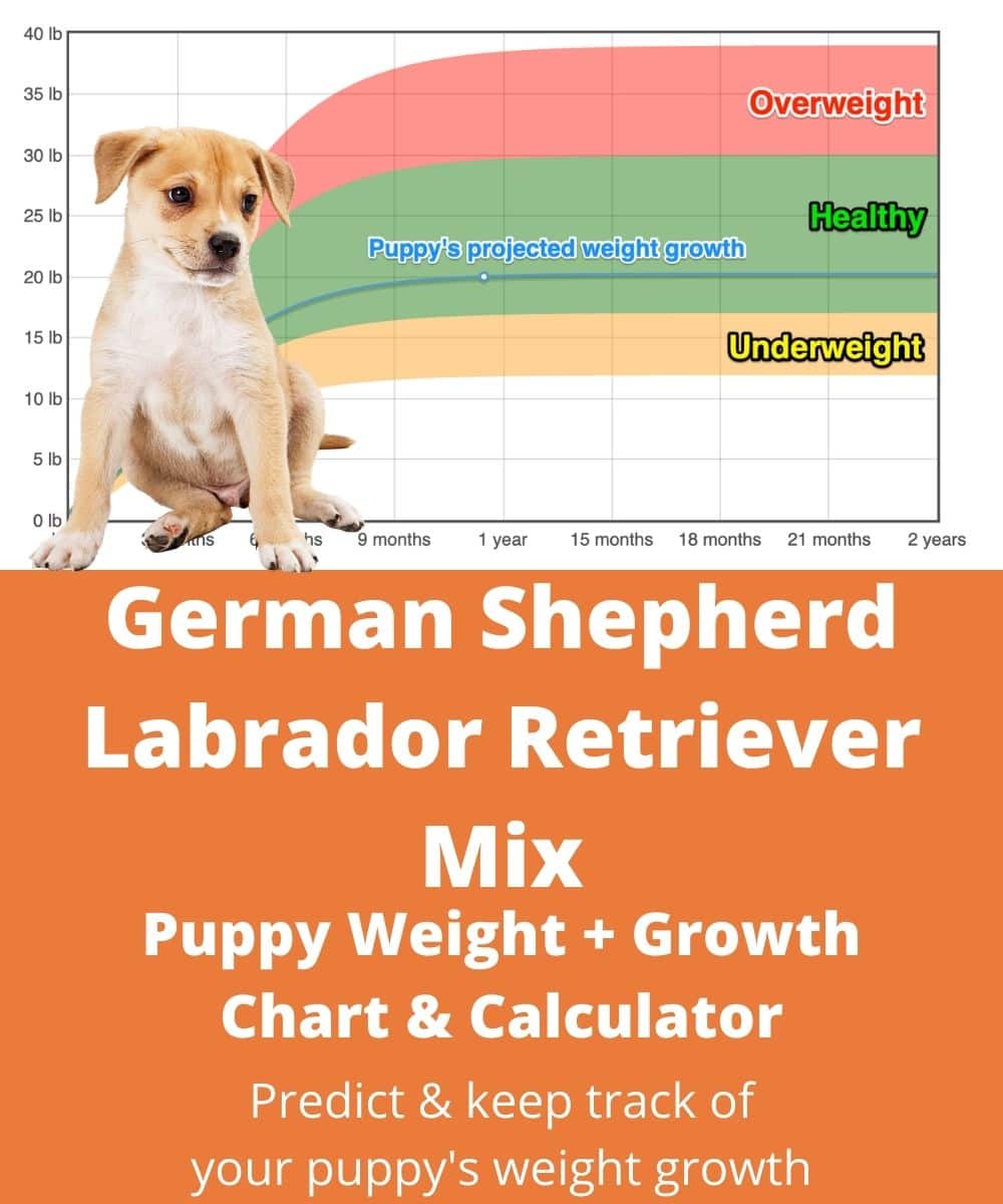 German Shepherd Labrador Retriever Mix Weight+Growth Chart 2024 - How ...