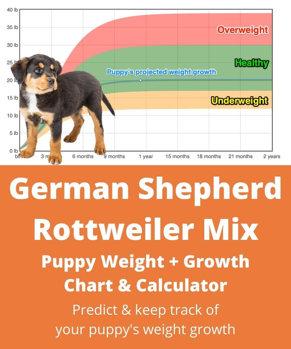 rottweiler mix german shepherd puppies