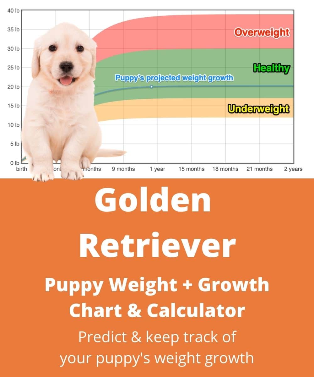how big will my golden retriever puppy get