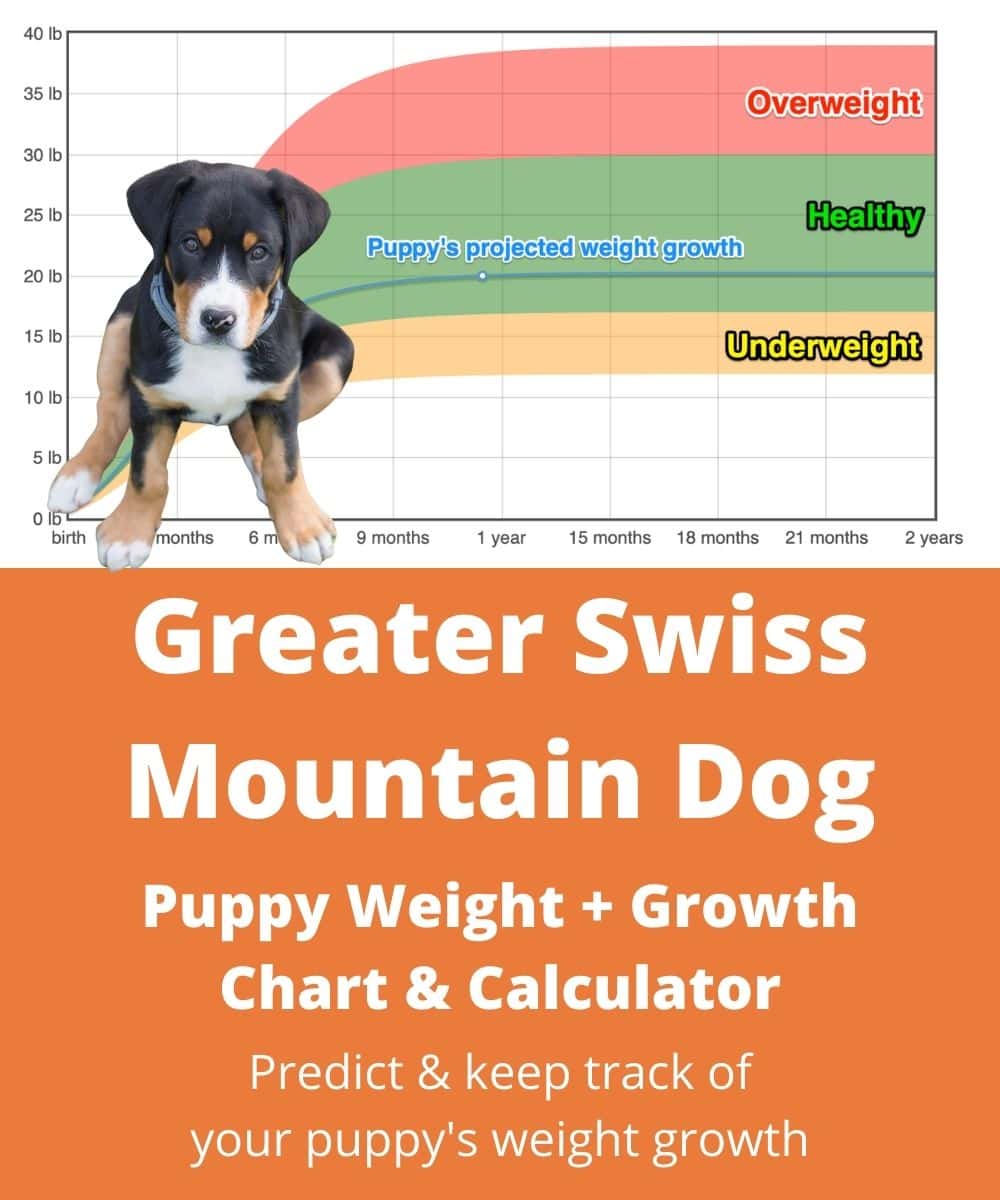 Greater Swiss Mountain Dog Weight+Growth Chart 2024 - How Heavy Will My ...