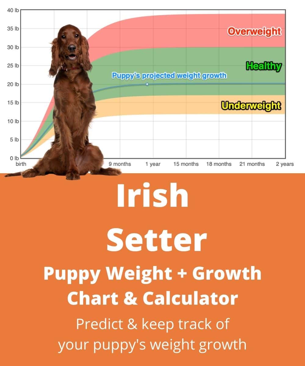 Irish Setter Weight+Growth Chart 2023 - How Heavy Will My Irish Setter ...