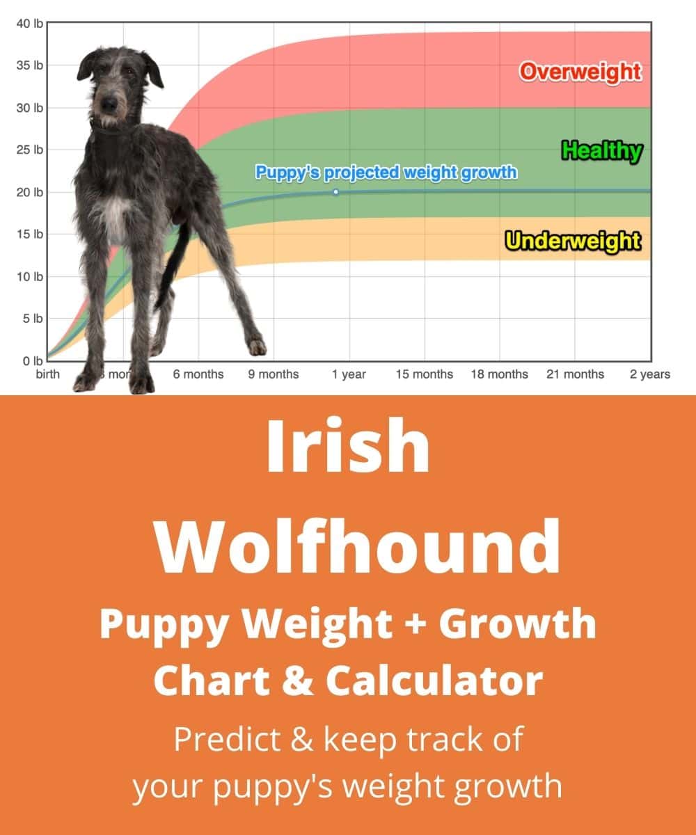 full grown irish wolfhound