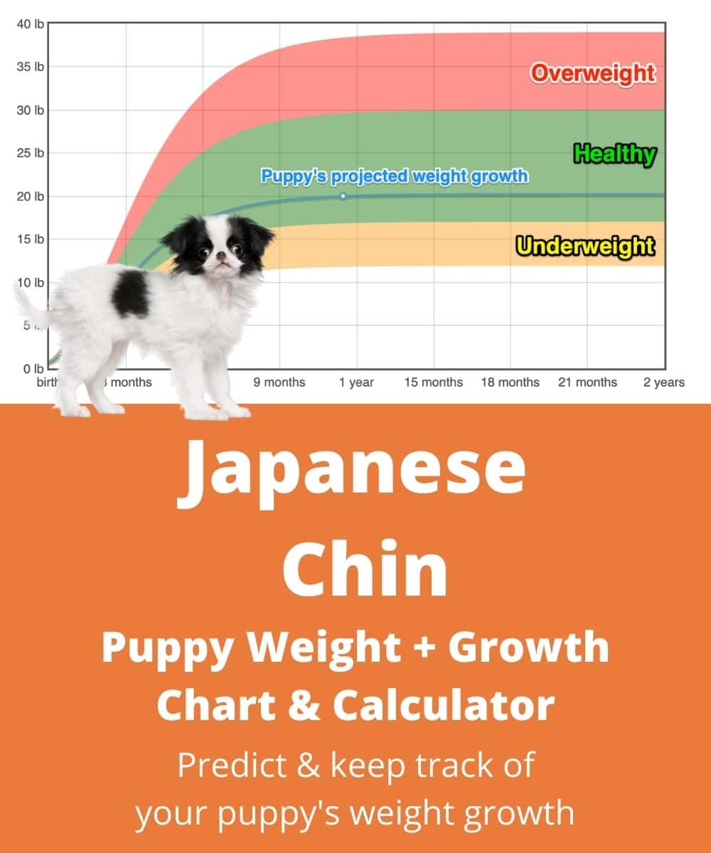 at what age is a japanese chin full grown