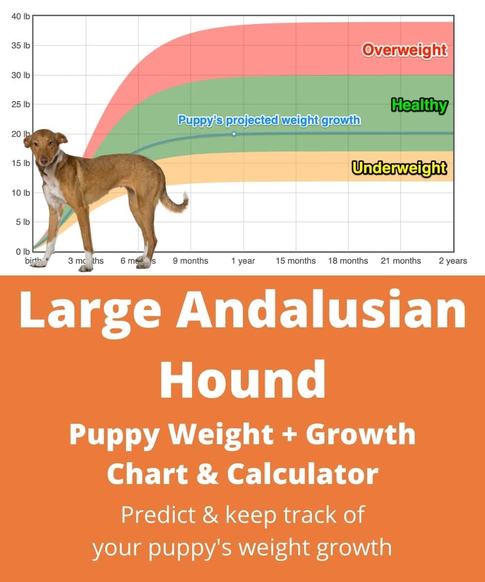 what weight is considered a large dog