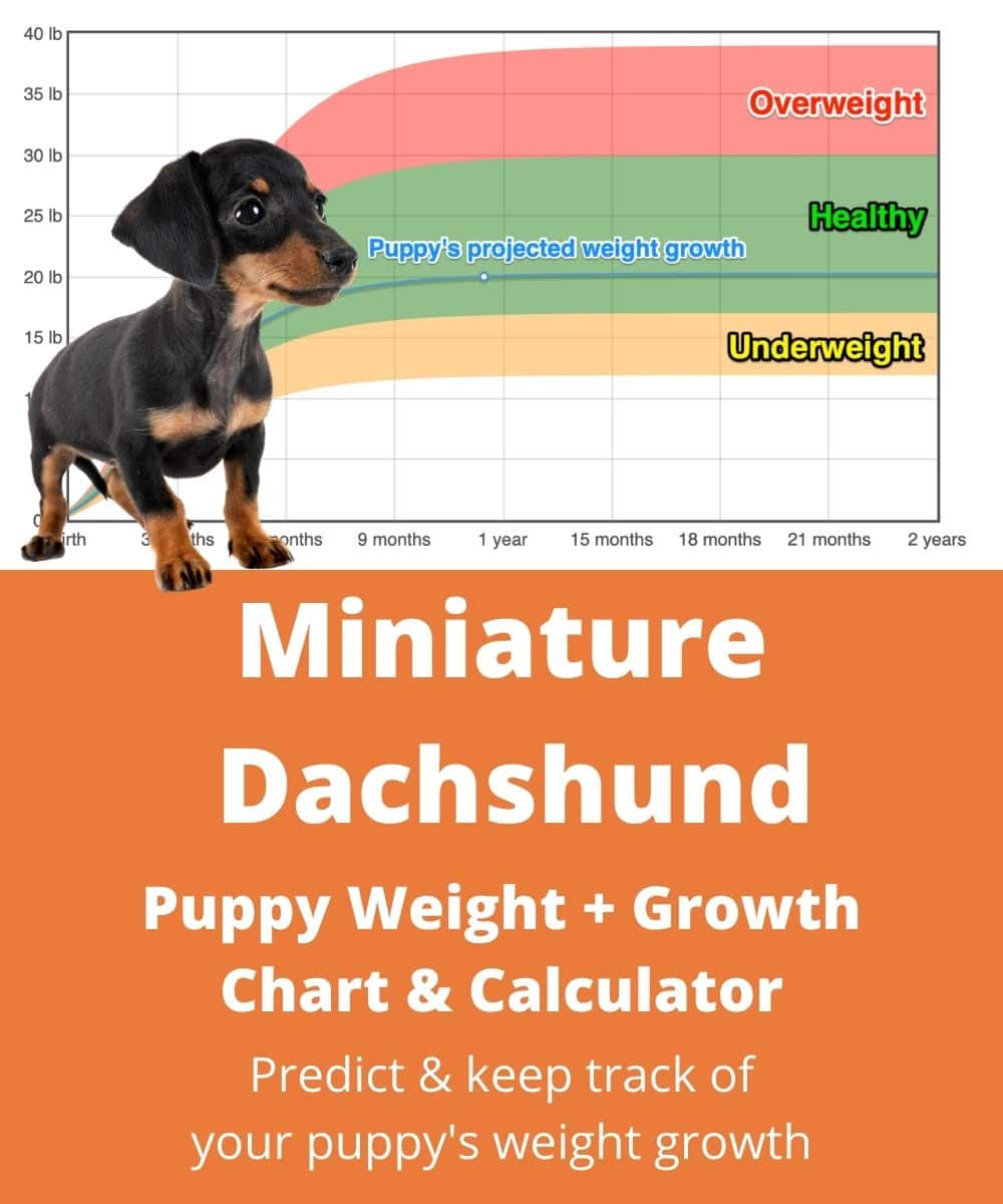 how big do mini dachshund puppies get