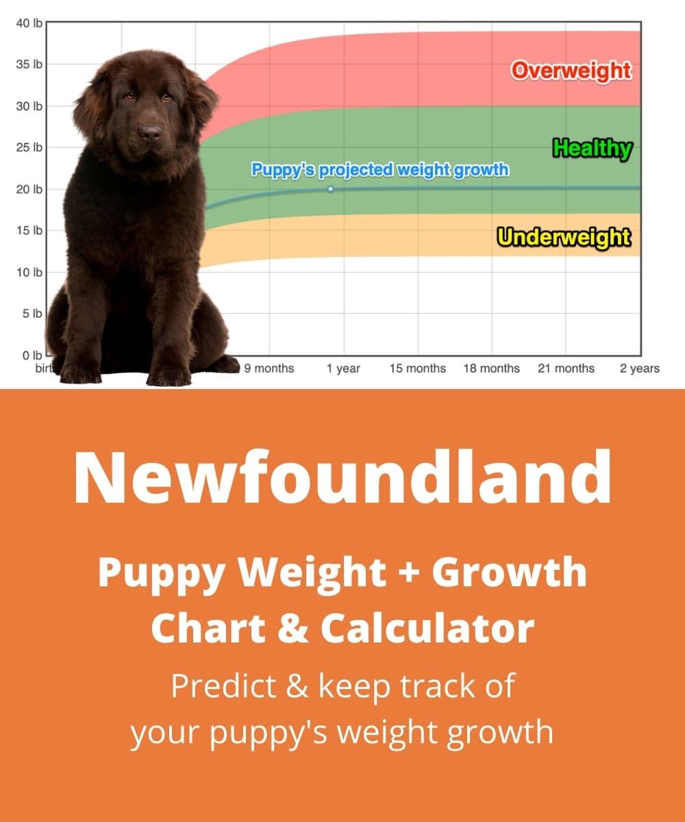 Newfoundland Weight Growth Chart 2024 How Heavy Will My Newfoundland Weigh The Goody Pet