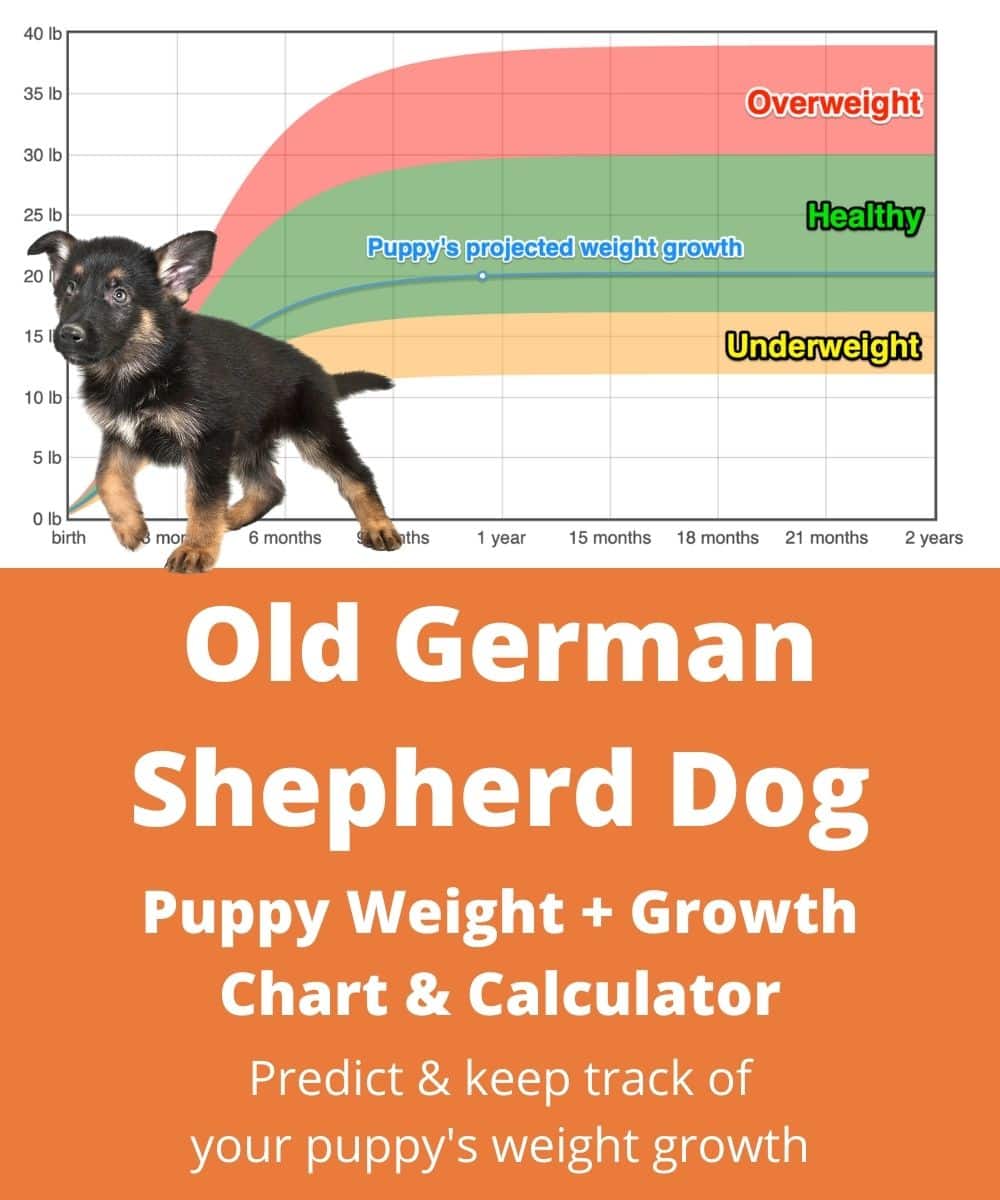 Old German Shepherd Dog Weight+Growth Chart 2024 - How Heavy Will My ...