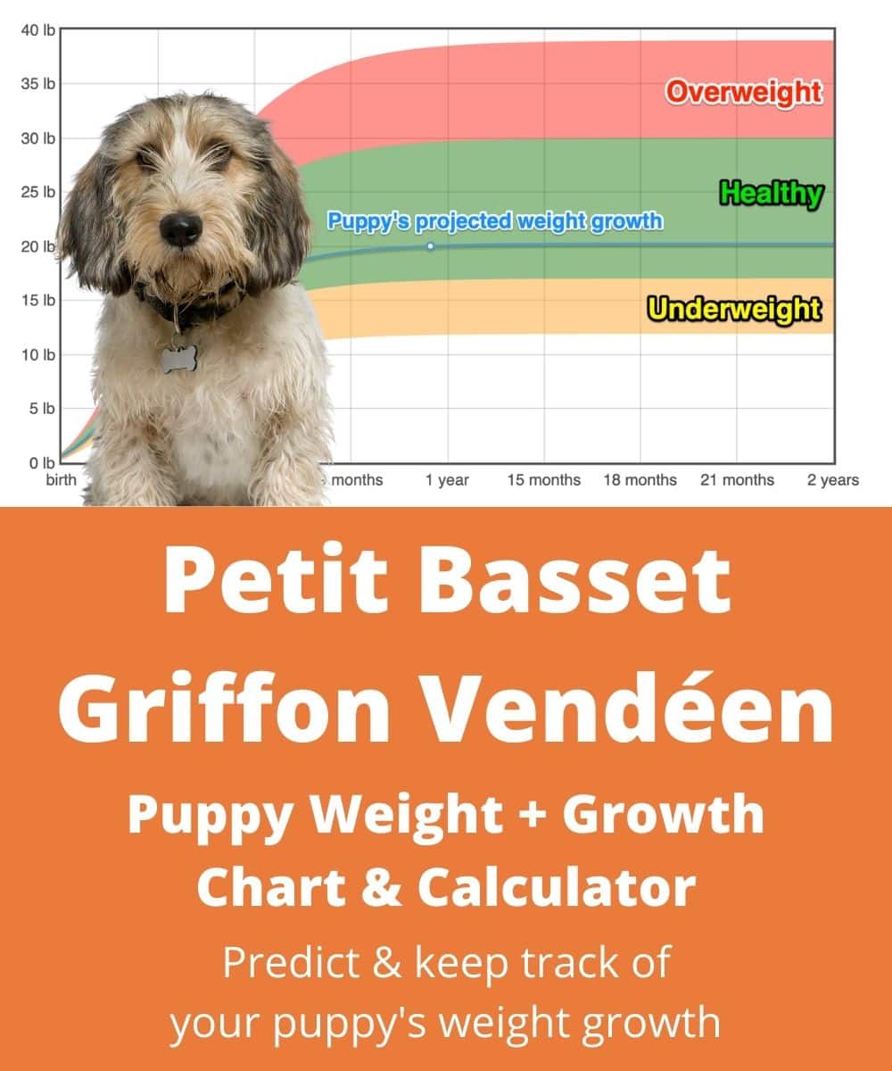 how much should my 3 month old grand basset griffon vendeen puppy weigh