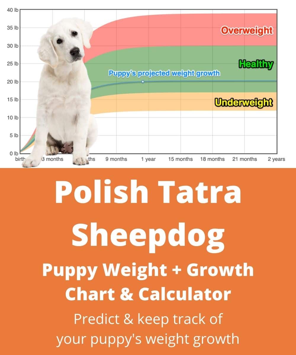 can a polish tatra sheepdog live in netherlands