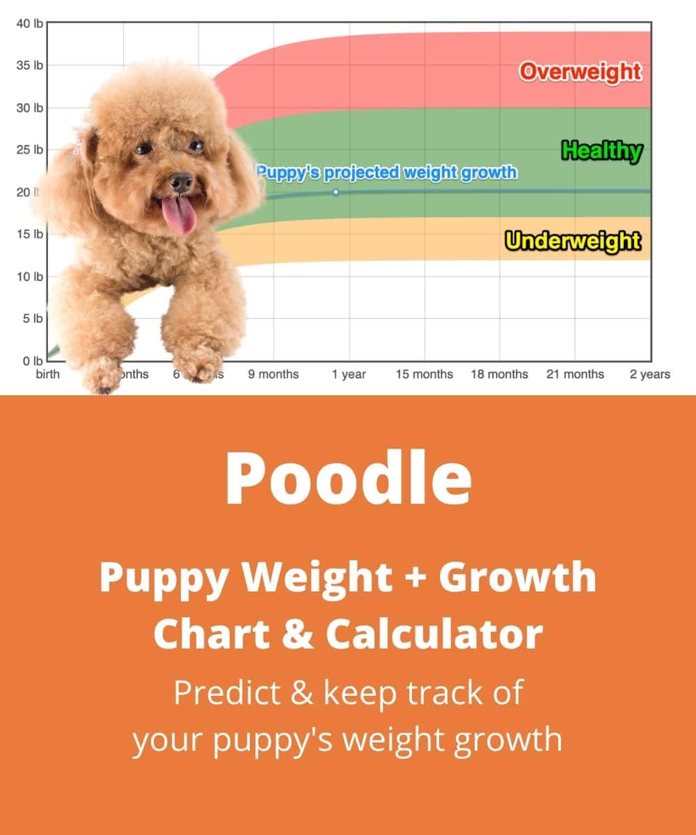 how much does a mini poodle weigh