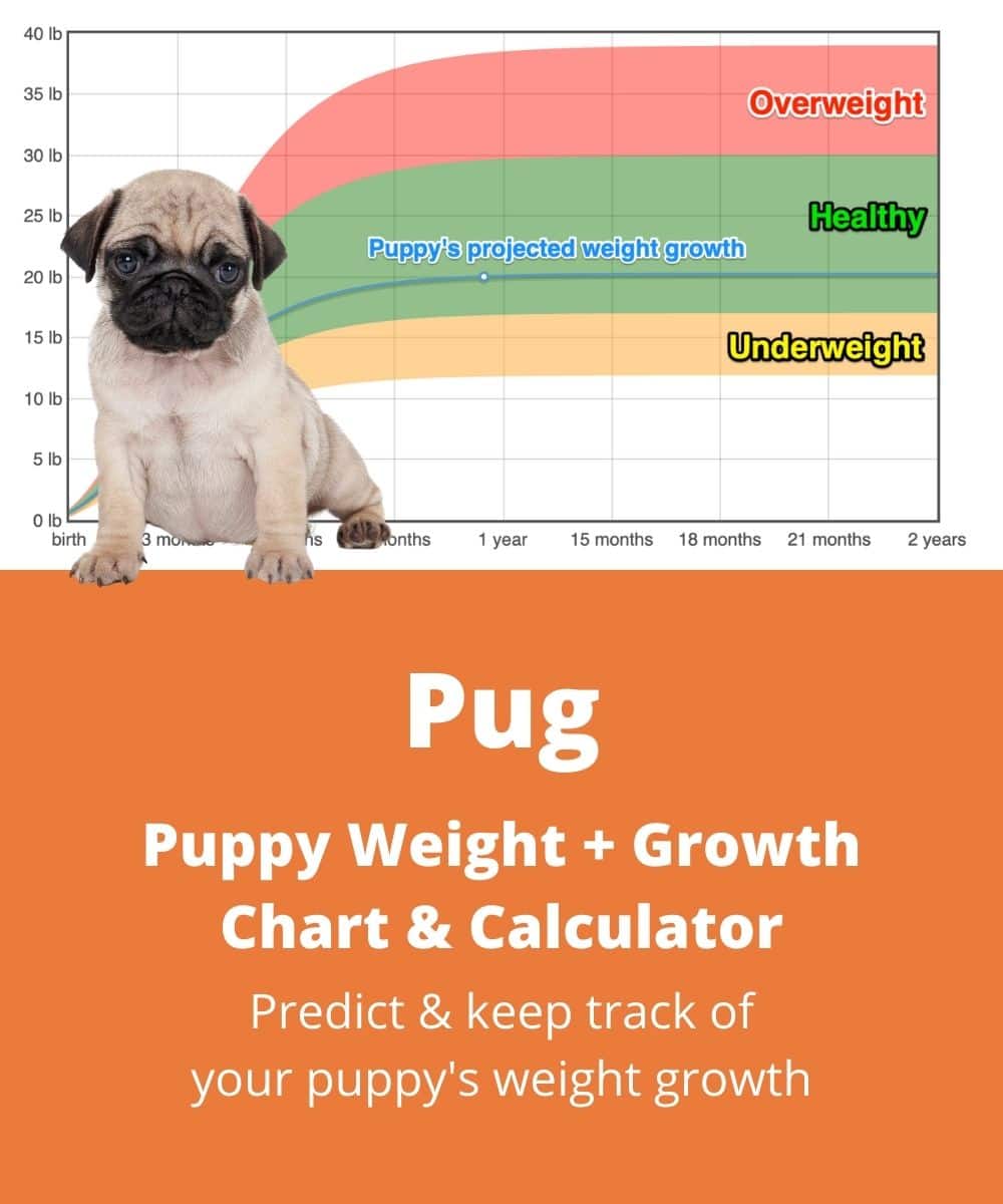 Dutch Mastiff Weight+Growth Chart 2022 - How Heavy Will My Dutch ...