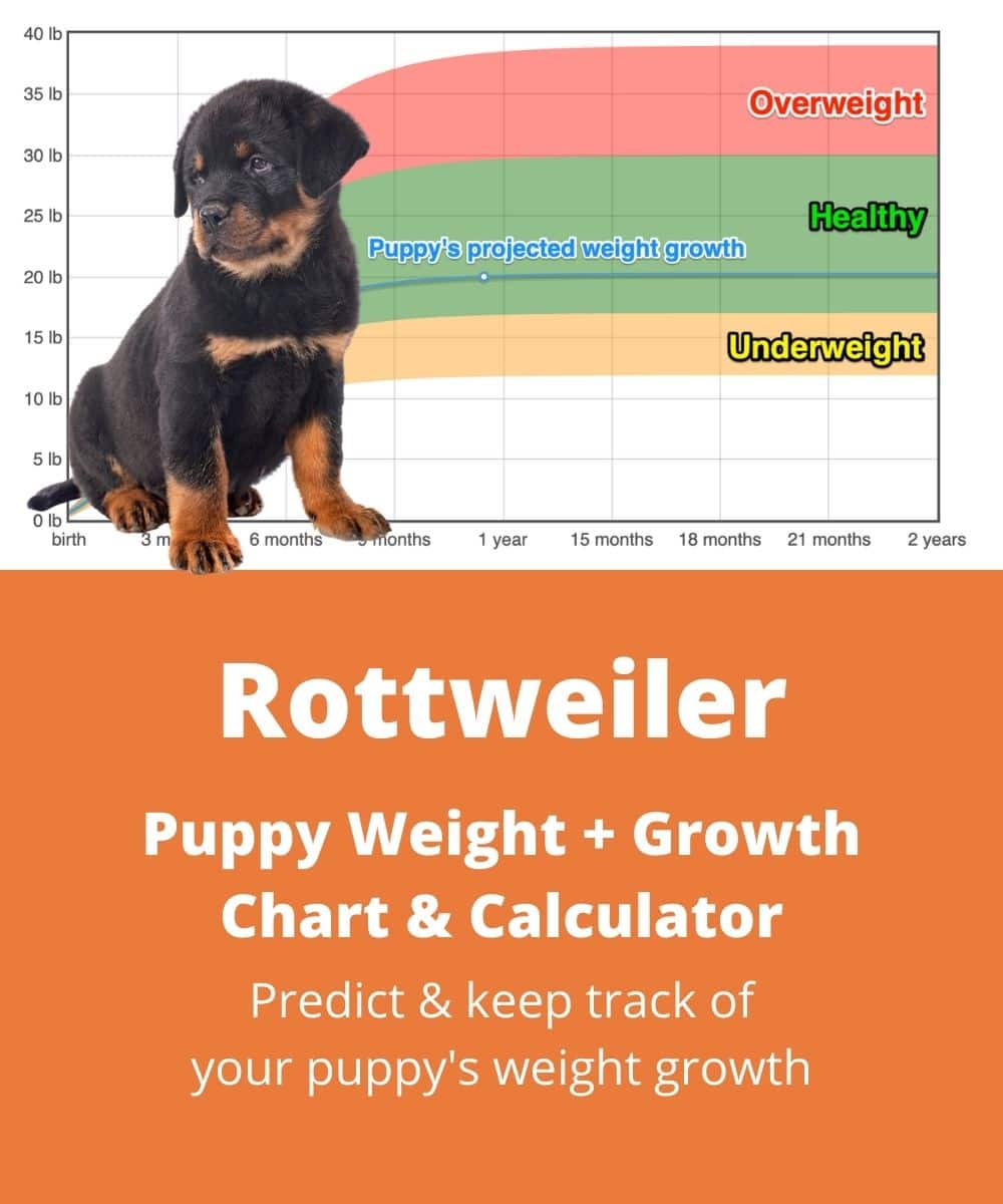 Rottweiler Weight+Growth Chart 2024 - How Heavy Will My Rottweiler ...
