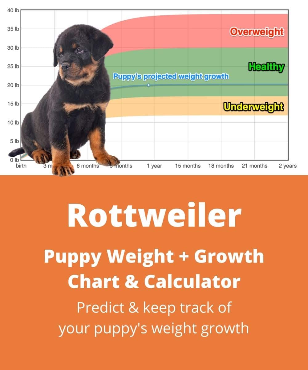 Rottweiler Weight Growth Chart 2024 How Heavy Will My Rottweiler 