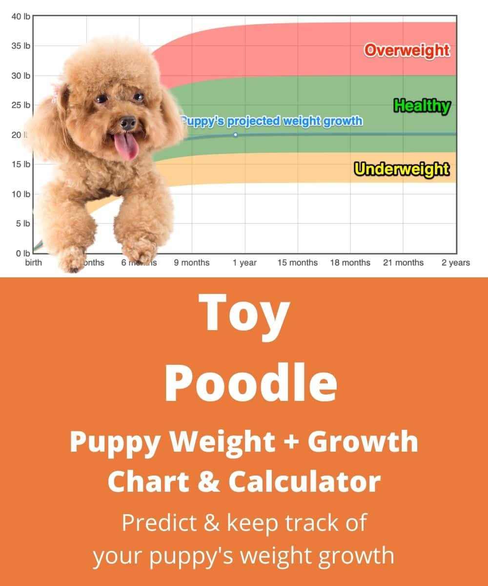 how much does a mini poodle weigh