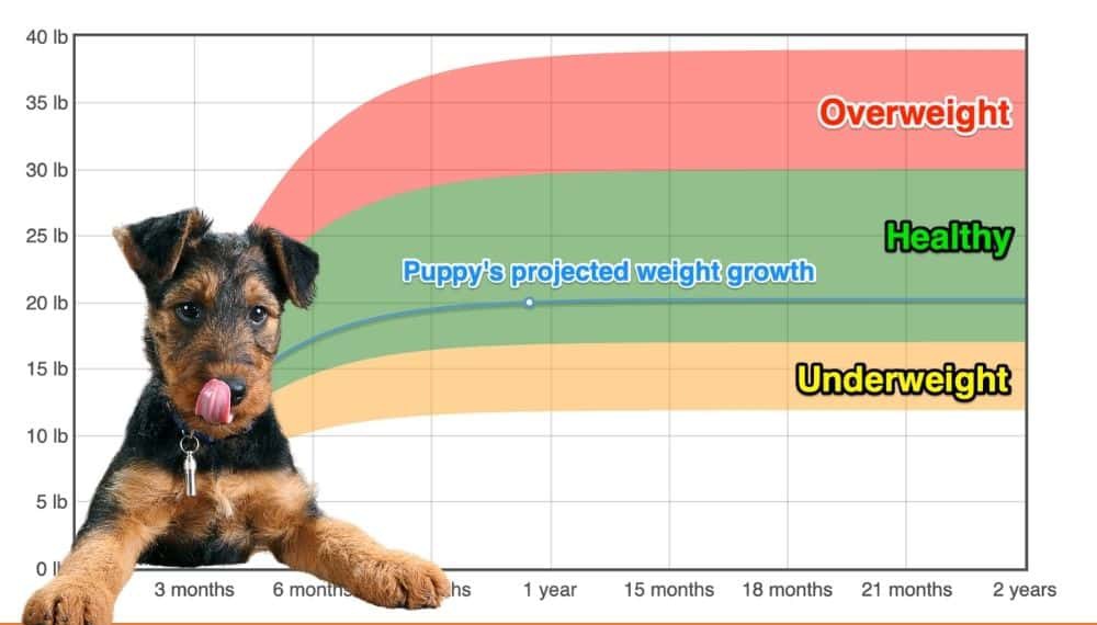 at what age is an airedale terrier fully grown