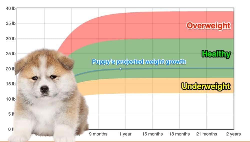 akita-weight-growth-chart-2024-how-heavy-will-my-akita-weigh-the