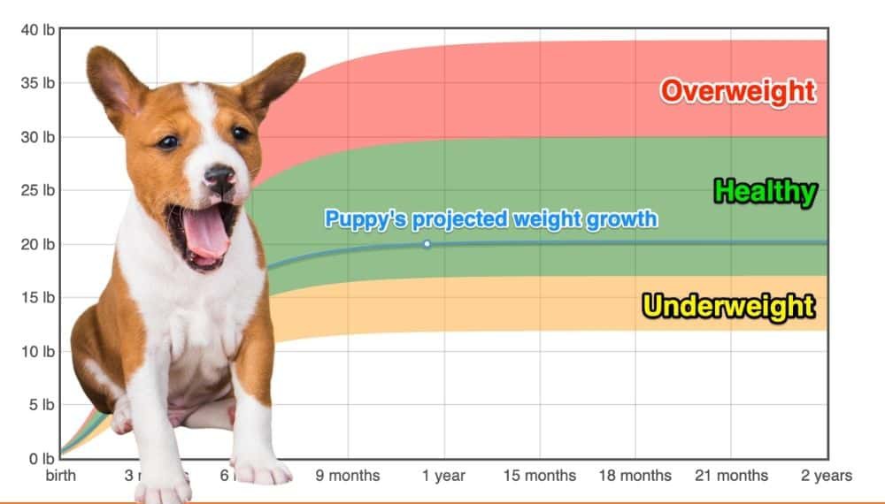 how long do basenji puppies grow