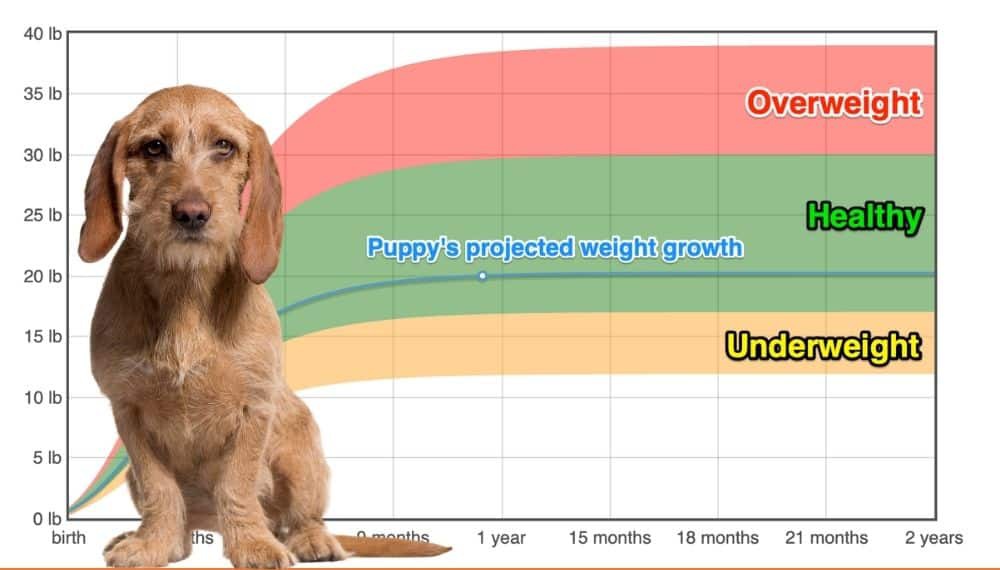 how many puppies are born in a basset fauve de bretagne litter