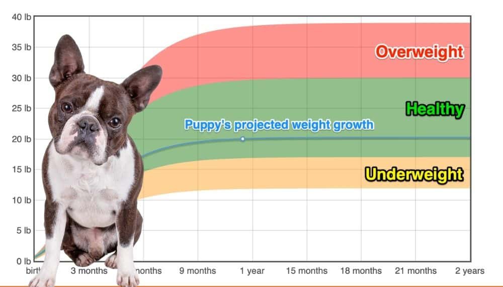 Boston Terrier Weight+Growth Chart 2023 - How Heavy Will My Boston ...