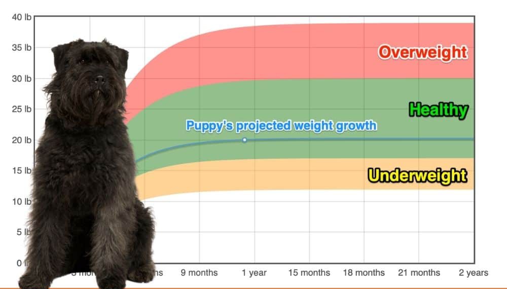 bouvier des ardennes is a mixed breed