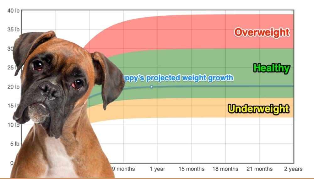 Boxer Weight+Growth Chart 2024 How Heavy Will My Boxer Weigh? The