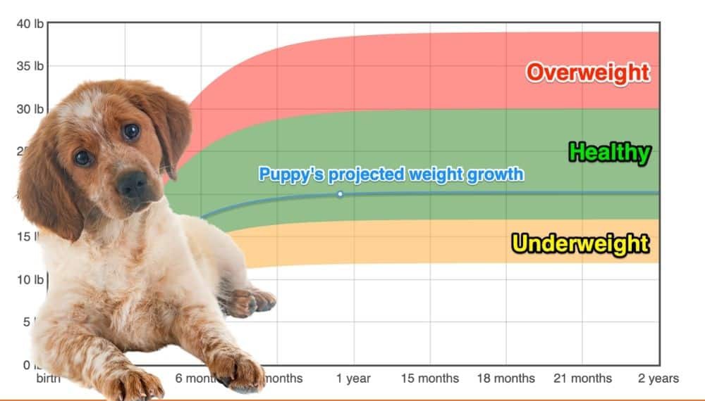 Spaniel Weight Chart