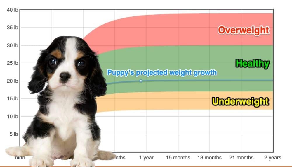king charles cavalier weight