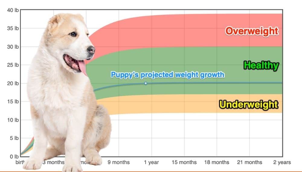 how many puppies can central asian shepherd dog give birth to