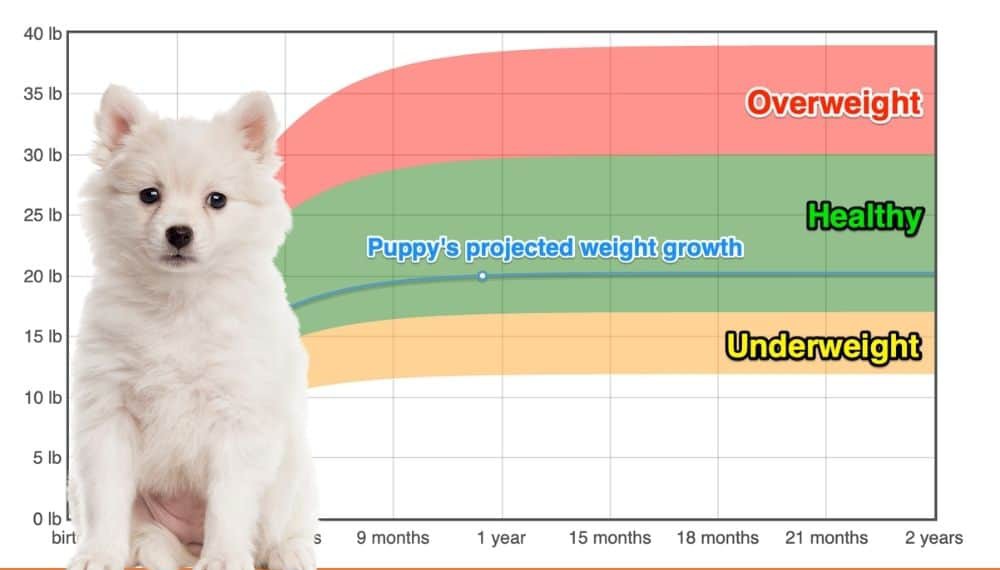 how much should a japanese spitz weight