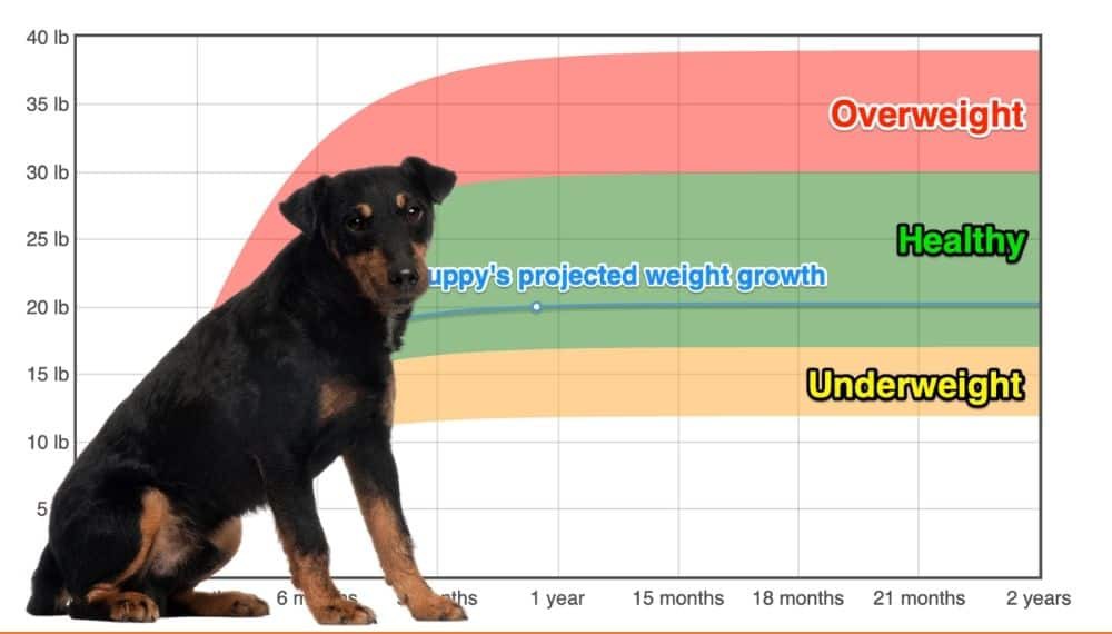 Growth Jagdterrier - Puppy weight chart Jagdterrier