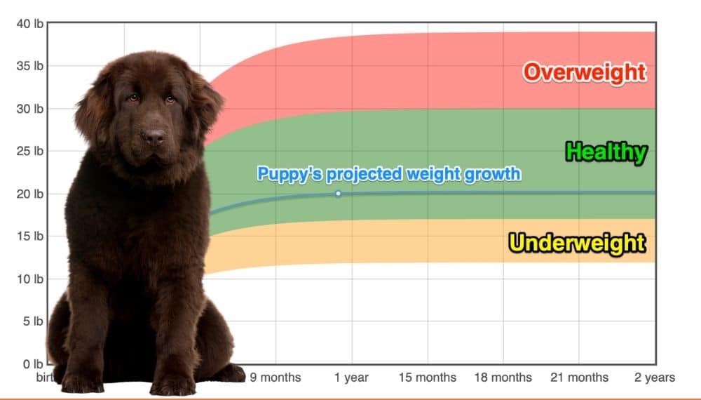 Newfoundland Weight Growth Chart 2024 How Heavy Will My Newfoundland Weigh The Goody Pet