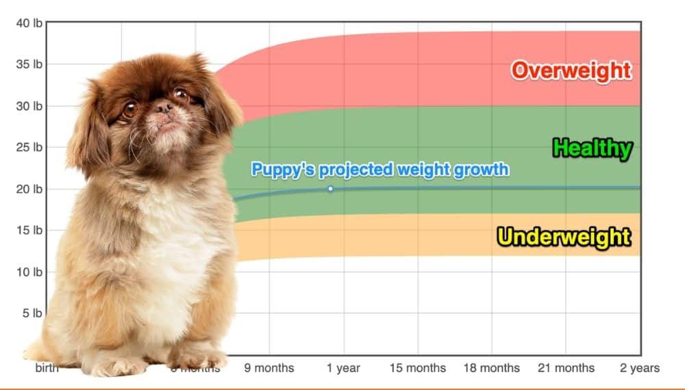 at what age is a pekingese full grown