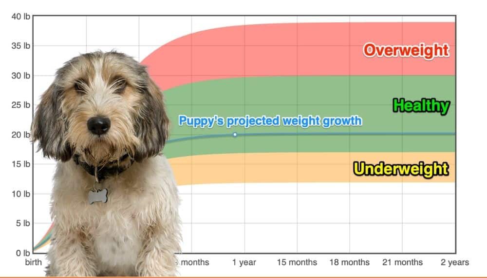 how much should my 3 month old grand basset griffon vendeen puppy weigh