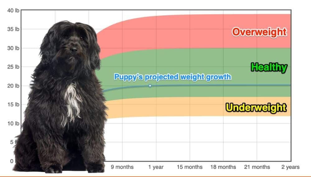 how big do tibetan terriers grow