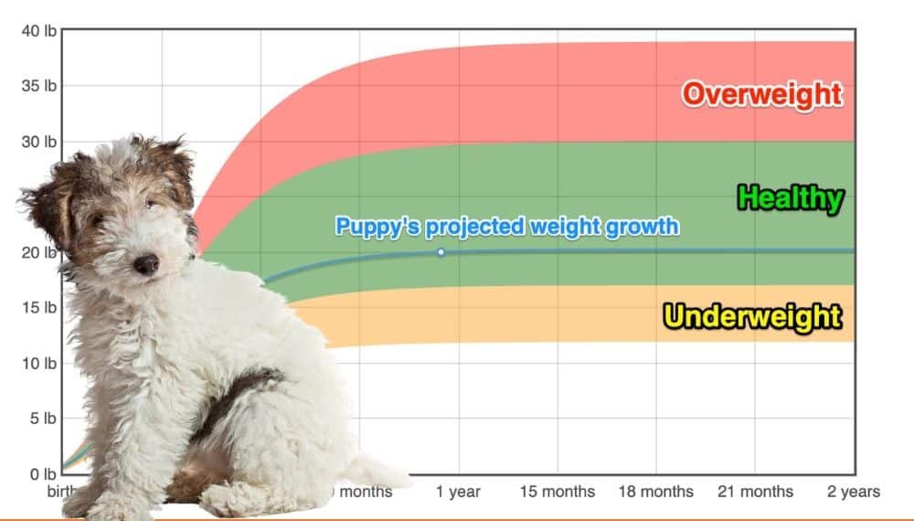 how much do wire fox terriers weigh