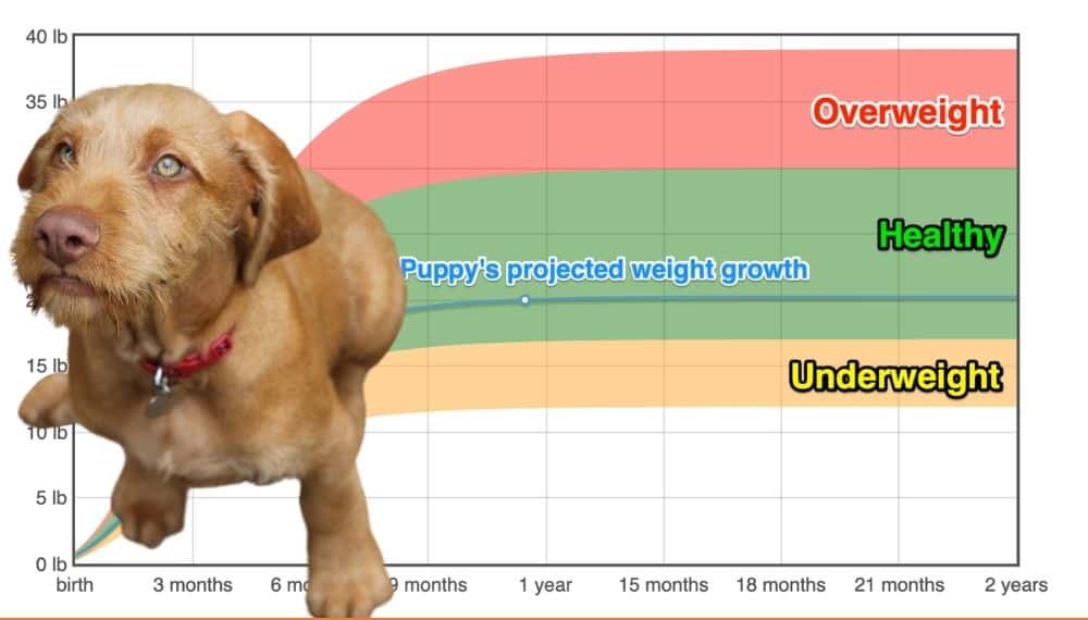 Wirehaired Vizsla Weight+Growth Chart 2024 - How Heavy Will My ...