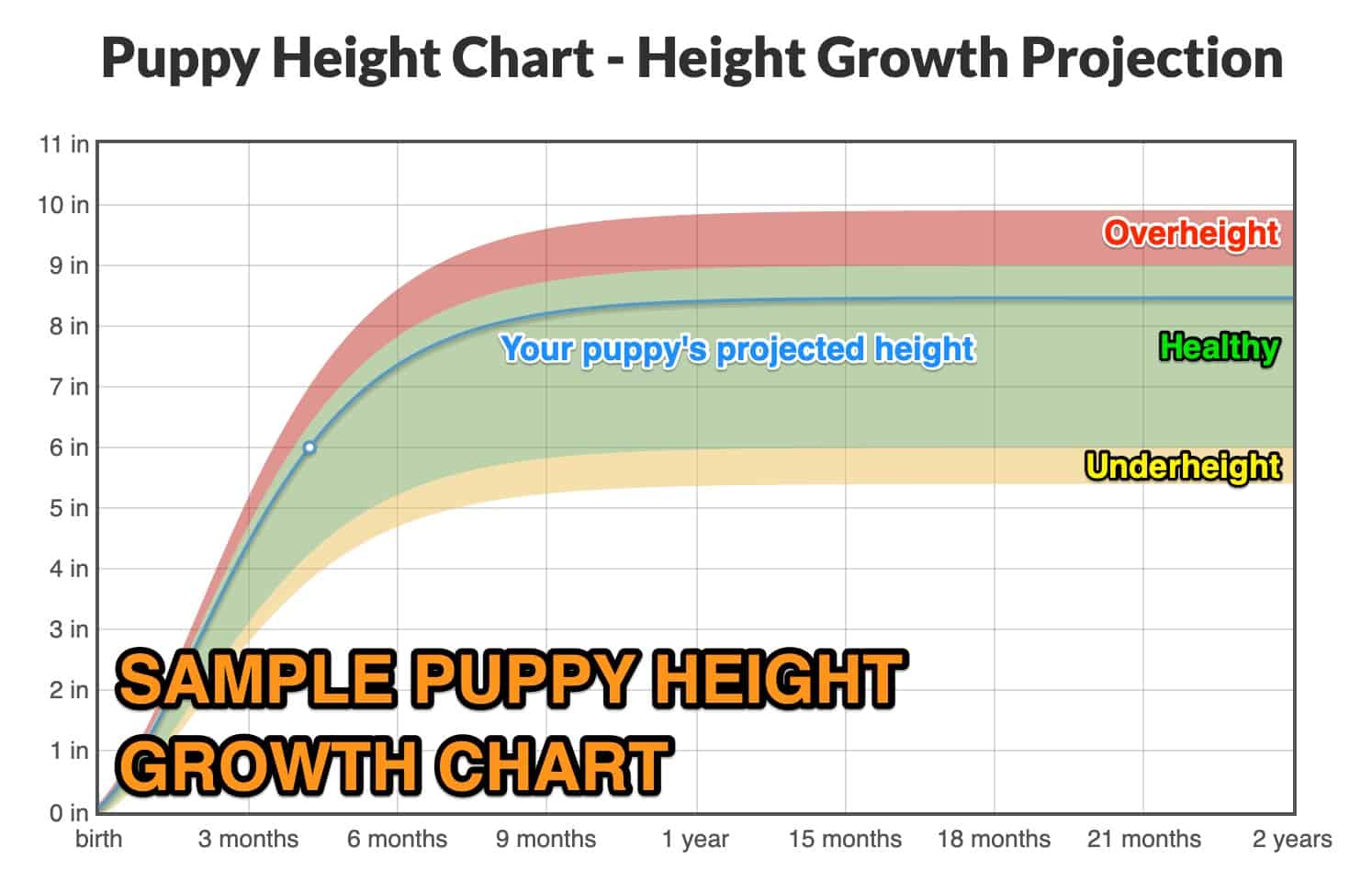 Labrador Retriever Height+Growth Chart How Tall Will My Labrador