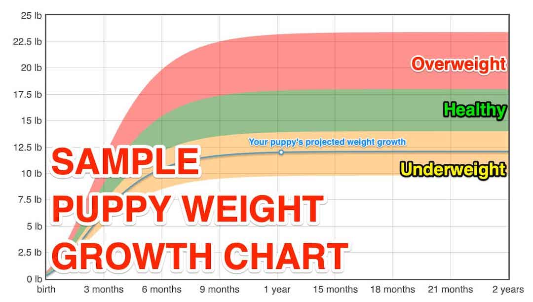 Puppy Weight Chart 2021 Estimate Your Puppy S Adult Weight The Goody Pet