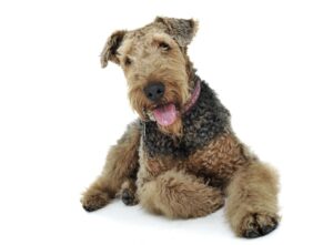 11 Airedale Terrier Mixes And Reasons Why Such Puppies Are Getting 