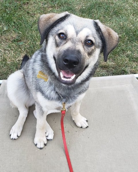 11 Anatolian Shepherd Mixes That You Never Know Existed - The Goody Pet