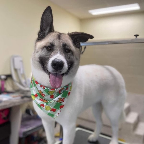 27 Akita Mixes That Would Blow Your Mind - The Goody Pet